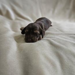 Ziti - Chocolate and cream female Dachshund puppy in Anaconda, Montana from Montana Country Dachshunds