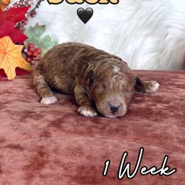 Jack - Red  male Goldendoodle puppy in Runaway Bay, Texas from Green Ranch Doodles