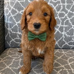 Ridge - Red  male Goldendoodle puppy in Pine Grove, California from Lundee Doodles