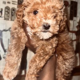 Poodles from Jessica’s Poodles