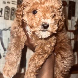 Poodles from Jessica’s Poodles