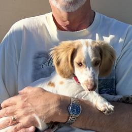 Dachshund Puppies from Jennifer Chadwell
