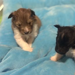 Little girl 2 - Sable and white female Shetland Sheepdog puppy in Magnolia, Texas from Solace Shelties