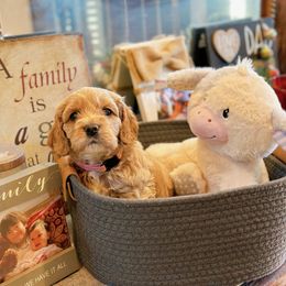 Cockapoos and Cocker Spaniels from Fresh Mojo Farms&Paws