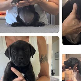 Girl 6 - Cane Corso puppy in Tennessee from Nuovo Inizi Kennels