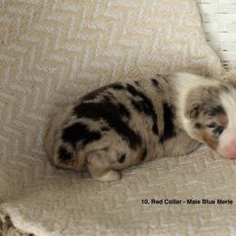 Puppy 10 Red - Blue merle male Australian Shepherd puppy in Avoca, Iowa from Danker Farms