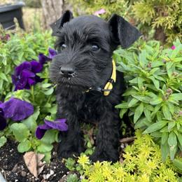 Joy - Black female Miniature Schnauzer puppy in Dawson, Georgia from Faith Farm Miniature Schnauzers
