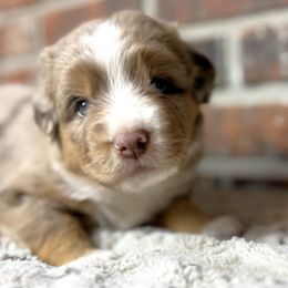 Miniature Australian Shepherd puppies from Kizmit Farmz
