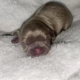 Shih Tzu Puppies from West Coast Shih Tzu/Reno Tzu Haven