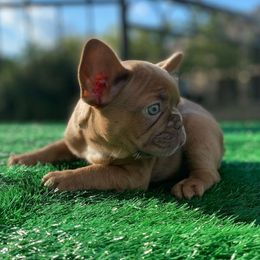 French Bulldogs from Anime Exotic Kennels