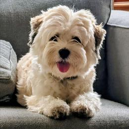 Makie - Havanese