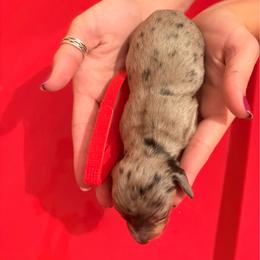 Phoebe - Dapple female Dachshund puppy in Broomfield, Colorado from Jessi’s Longdog Lounge