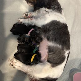 Dachshund puppies from Oscar Meyer’s Weenies