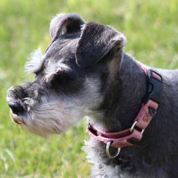 Lula - Miniature Schnauzer