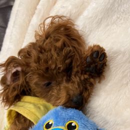 Oliver - Maltipoo