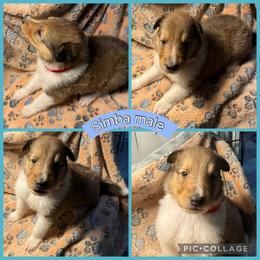 Simba - Sable male Collie puppy in Elko, Nevada from Willow Creek Acres Dachshunds
