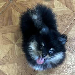 Boy 2 - Tri-colored Pomeranian puppy in Florida from Pamispoms