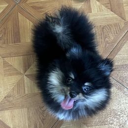 Boy 2 - Tri-colored Pomeranian puppy in Florida from Pamispoms