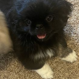 Pekingese Puppies from Millennium Falcon Kennels