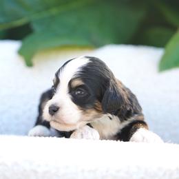Cleo - Tri-color female Bernedoodle puppy in Spokane, Washington from Lilac City Doodles