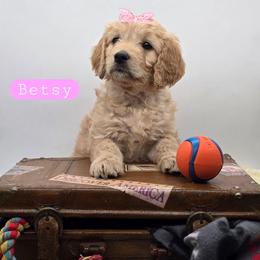 Betsy - Apricot female Goldendoodle puppy in Neillsville, Wisconsin from Granton Creek
