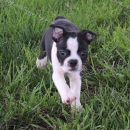 Beagle and Boston Terrier Puppies from Marti Acres ~ Boston Terrier & Beagles