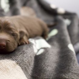 Milano - Chocolate Dachshund puppy in North Reading, Massachusetts from The Well Tempered Dachshund