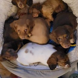 Dachshund Puppies from Shaffers low riding weiners