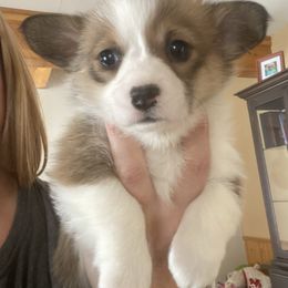 Pembroke Welsh Corgi and Poodle Puppies from Blue Diamond Kennel