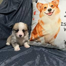 Willow - Sable female Pembroke Welsh Corgi puppy in Urbana, Ohio from Edgewood Farm and Kennel