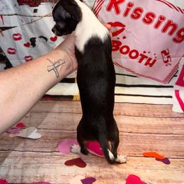 Mary - Black and white female Chihuahua puppy in Palmyra, Indiana from Country Star Chihuahuas