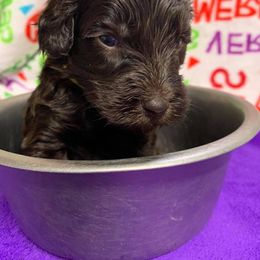 Labradoodle Puppies from DooSouth Labradoodles