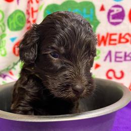 Labradoodle Puppies from DooSouth Labradoodles