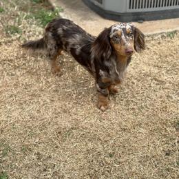 Frankie - Dachshund