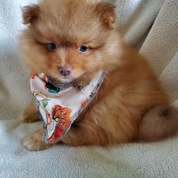 Companion Cross, Pomeranian, and Sheepadoodle Puppies from Fluffy Wonders Poms and Doodles