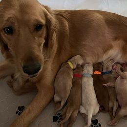 Golden Retrievers from Cooper Oaks Goldens