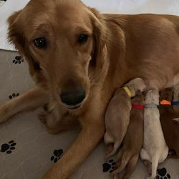 Golden Retrievers from Cooper Oaks Goldens