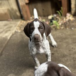 Santo - Liver and white male German Shorthaired Pointer puppy in Fairfield, California from Von Lahrheim Shorthairs & Ermali Chis