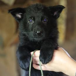 German Shepherd Puppies from Vom Haus Highlands