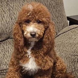 Serenity - Poodle