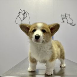 Pembroke Welsh Corgi Puppies from G & H Corgis
