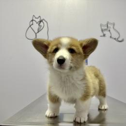Pembroke Welsh Corgi Puppies from G & H Corgis