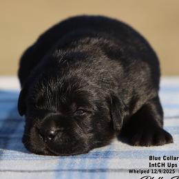 Fancy Boy 2 - Black male Labrador Retriever puppy in Point, Texas from Lakylu Kennels