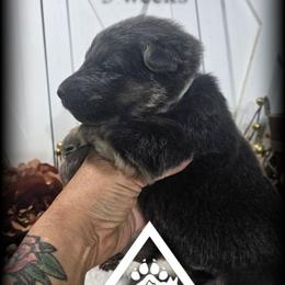 Lombardi - Blue male German Shepherd puppy in Sequim, Washington from German Shepherd Haus