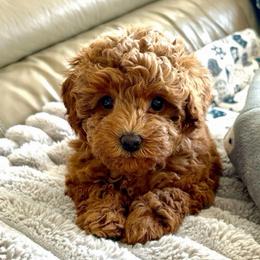 Cedar - Red  male Goldendoodle puppy in Brandon, Florida from Murphys Doodles