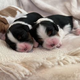 Cavalier King Charles Spaniel Puppies from Storycrest Cavaliers