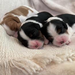 Cavalier King Charles Spaniel Puppies from Storycrest Cavaliers