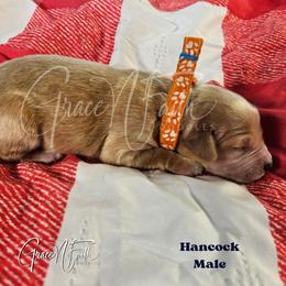 Hancock - Apricot male Goldendoodle puppy in Peyton, Colorado from Grace N Faith Doodles