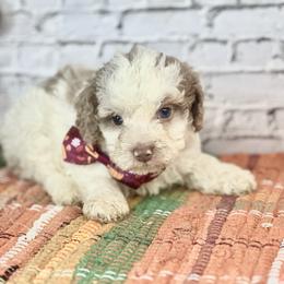 Baylor - Brown and white male Cockapoo puppy in Moulton, Iowa from Shondel Puppy Paws