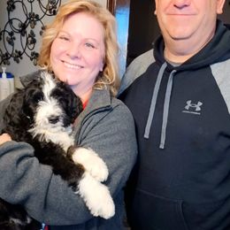 Aussiedoodle, Bernedoodle, Poodle, Shihpoo, and Shih Tzu Puppies from Route 66 Poodles & Doodles, Sapphire Shih-tzu's of Ohio